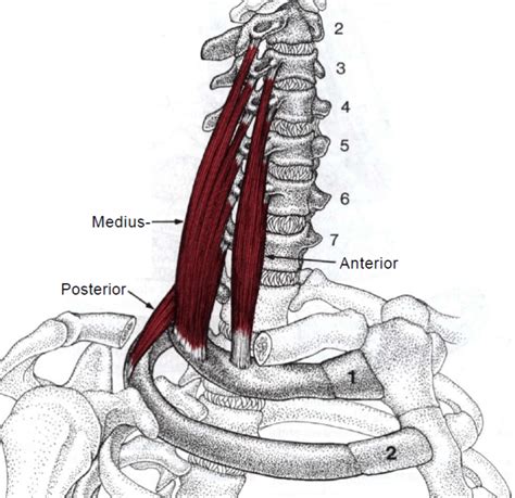 Breathing and the Alexander Technique - Alexander Technique Running