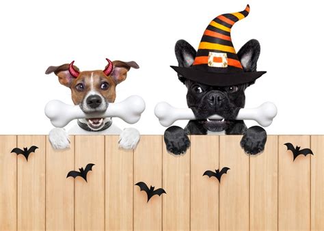 Happy Howlidays! Tips for a Dog-Friendly Halloween Party - Pet Factory