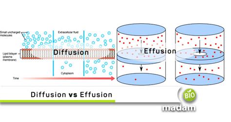 Difference between Diffusion and Effusion - biomadam