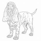 Basset Hound Coloring Page  Pages Mimi Panda sketch template