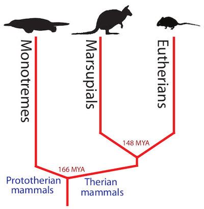 Marsupial | Definition, Characteristics & Examples - Lesson | Study.com