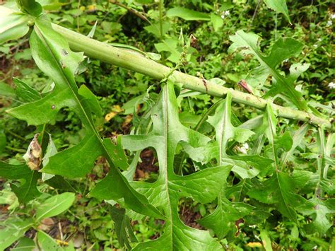 Prickly Lettuce Identification