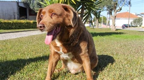 Bobi, world's oldest dog, dies in Portugal aged 31 | Trending - Hindustan Times