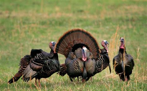 Wild Turkey | The Biggest Animals Kingdom