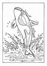 Free Printable Whale Coloring Pages For Kids sketch template