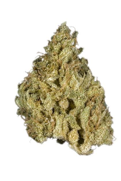 Cali Gold Strain - Sativa Cannabis Review, CBD, THC : Hytiva