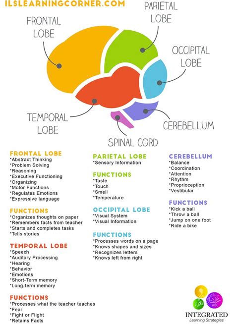 neuroscience - Is this brain map scientifically correct? - Psychology ...