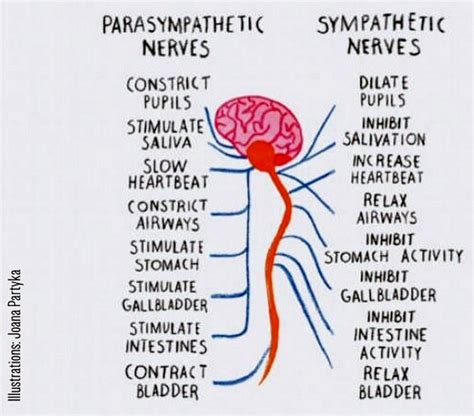 Rest and Digest and Fight or Flight. : r/Infographics