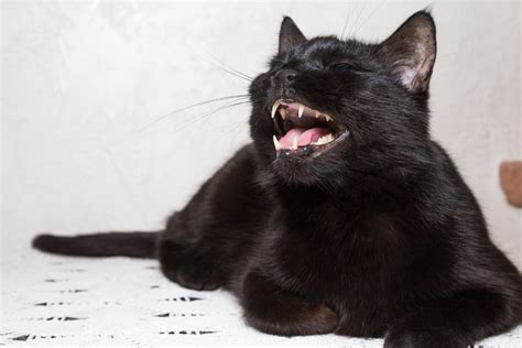 Why Do Cats Growl? 7 Reasons You Should Know I Discerning Cat