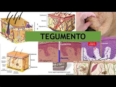 Tegumento Parte 1 - Anatomía Veterinaria - YouTube