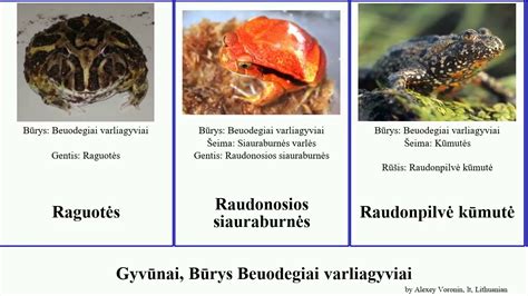 Gyvūnai, Būrys Beuodegiai varliagyviai kvaksės varlė rupūžė rupūžės animal viejas Tikrosios Fuse ...