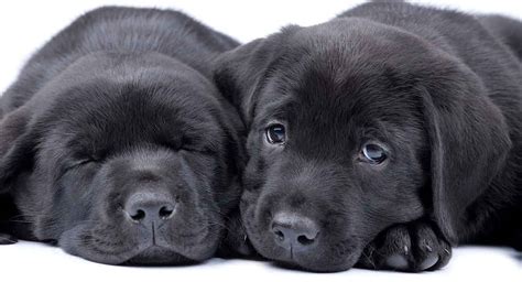 Black Lab - A Complete Guide to the Black Labrador Retriever