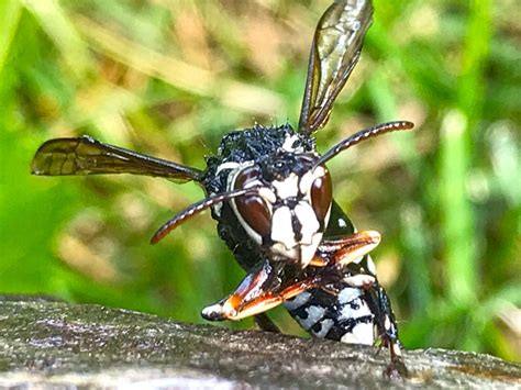 Pests We Treat - Homeowner Cuts Grass and Gets Stung by Bald-Faced ...