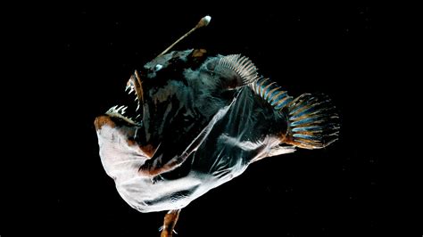 The Male Anglerfish’s Evolutionary Solution to Female Rejection - The New York Times