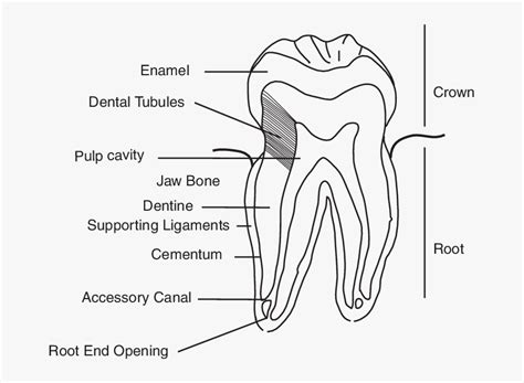 Dentinal Tubules On A Tooth, HD Png Download - kindpng