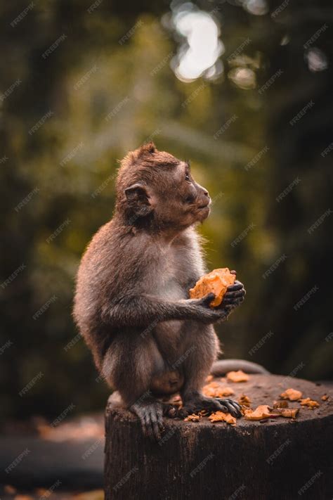 Free Photo | Cute macaque monkey eating a fruit