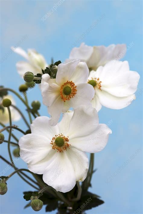 Anemone japonica 'White Queen' - Stock Image - C016/4247 - Science Photo Library