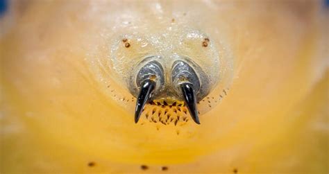 botfly larvae - Google Search | Bot fly, Larvae, Real monsters