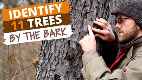 Identify Hardwood Trees By Bark