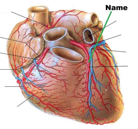 Arteries/Veins of the Heart Diagram | Quizlet