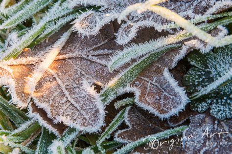 Frost Photography - winter landscapes & macro photography