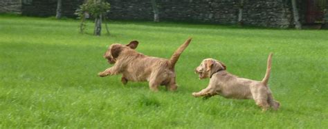 Basset Fauve de Bretagne Dog Breed - Pictures, Information, Temperament, Characteristics ...