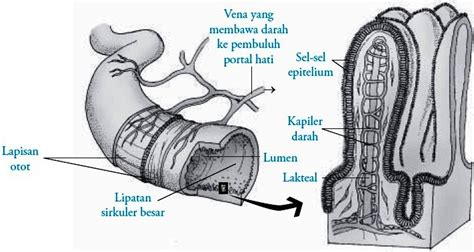 Struktur dan Fungsi Usus Halus Manusia