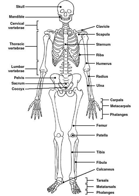 Skeleton Label | Human skeleton anatomy, Human body worksheets ...