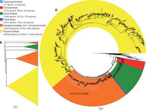 Figure 1 from A new subfamily classification of the leguminosae based on a taxonomically ...