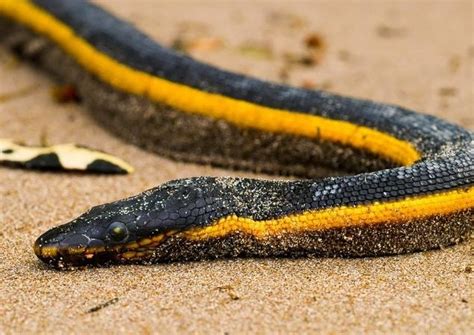 Yellow-bellied Sea Snake – "OCEAN TREASURES" Memorial Library