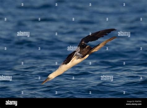 Northern gannet diving fish hi-res stock photography and images - Alamy