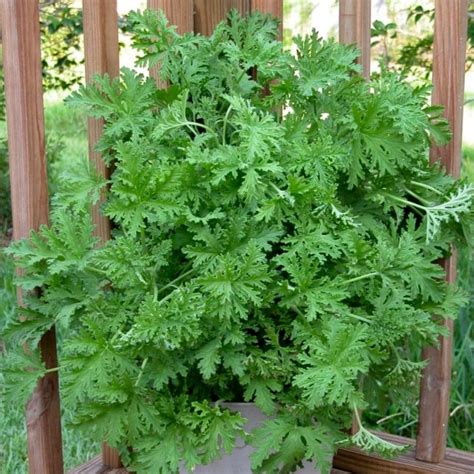 Citronella Plant | Mosquito Plant for Sale | PlantingTree - PlantingTree