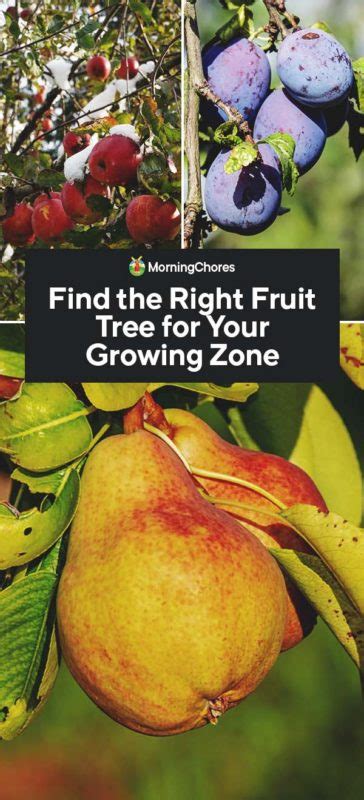 Fast Growing Fruit Trees Zone 7 - pic-web