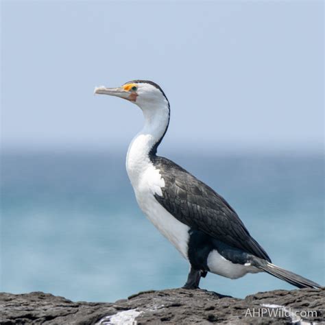 Pied Cormorant – AHP Wild