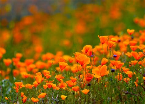 A helicopter landed in a California poppy field during the super bloom, and officials are furious