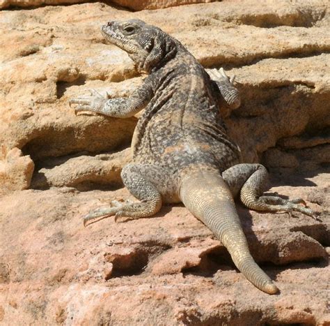 Lizards of Nevada's Valley of Fire