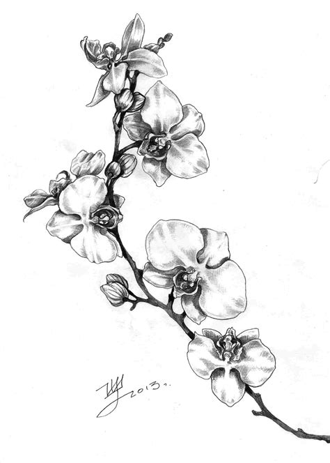 Orchid Drawing Outline at PaintingValley.com | Explore collection of Orchid Drawing Outline