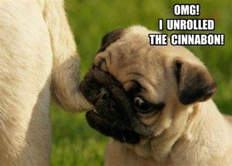 144 best images about Pug Humor on Pinterest | Pug meme, Pug love and Pets