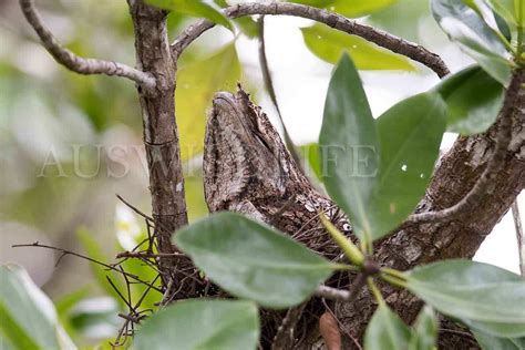 Australian Nature Photography | Australian wildlife