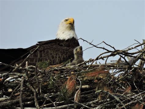 Nesting pair of eagles and their eaglets | Eagles, Bald eagle, Animals