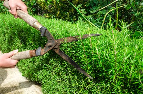 How to prune rosemary | Thompson & Morgan