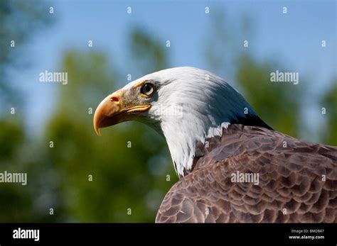 Close-up of a Bald eagle Stock Photo - Alamy