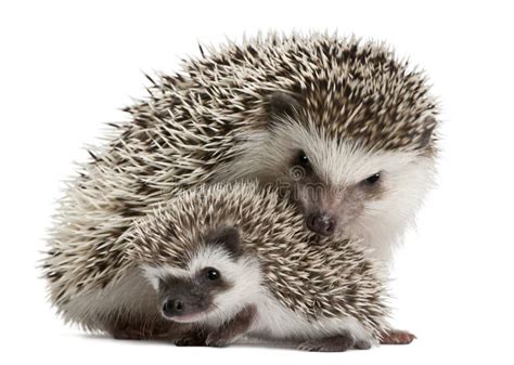 Four-toed Hedgehog, Atelerix Albiventris Stock Image - Image of isolated, prickly: 17000517