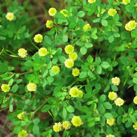 Clover, Large Hop: The Yellow Clover - Phoenix Environmental Design Inc.