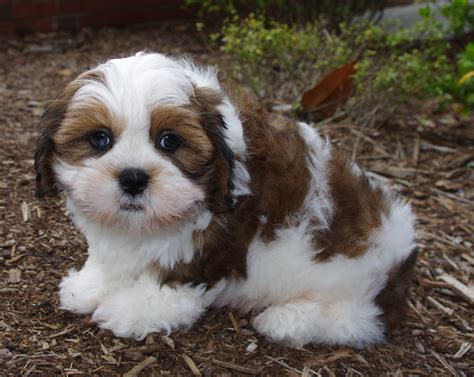 Lhasa Apso Puppies For Sale | Escondido, CA #199405