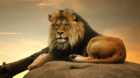 🔥 [52+] Lion Desktop Wallpapers | WallpaperSafari