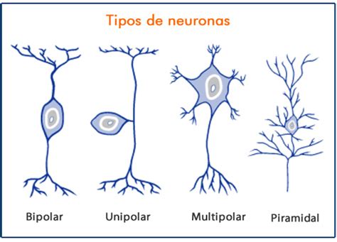 Células del tejido nervioso | Brain anatomy, Human anatomy and physiology, Types of neurons