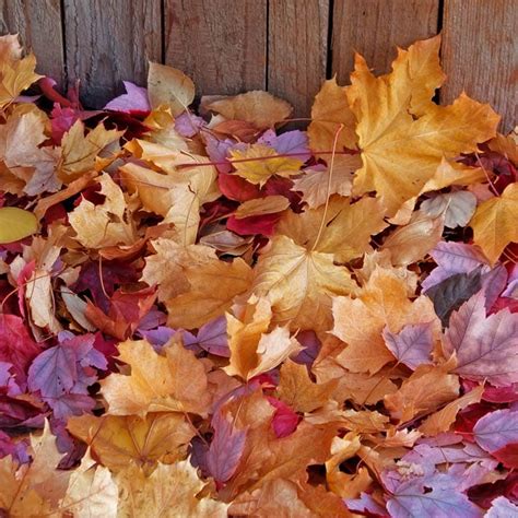 How To Make Leaf Mold Compost And Tips For Using It - Homestead Acres