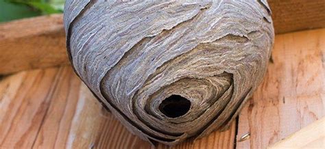 How To Get Rid Of Hornets Nest Under Deck / How To Get Rid Of A Wasp ...