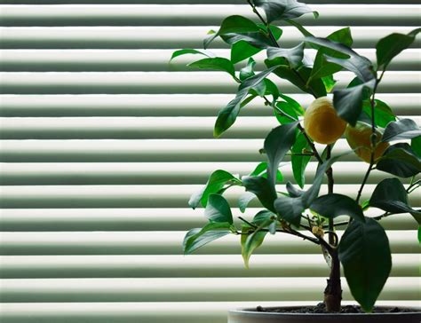 Indoor Lemon Tree » Top Growing Tips & Facts